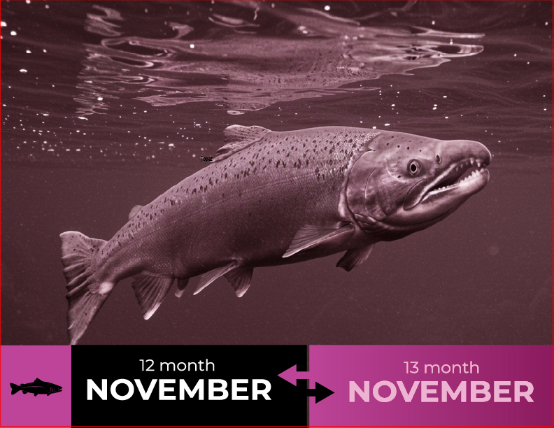 Perpetual wellness calendar november -salmon